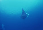 大海