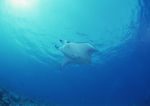 大海