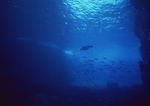 大海