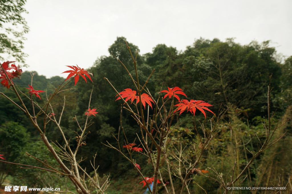 山林红叶