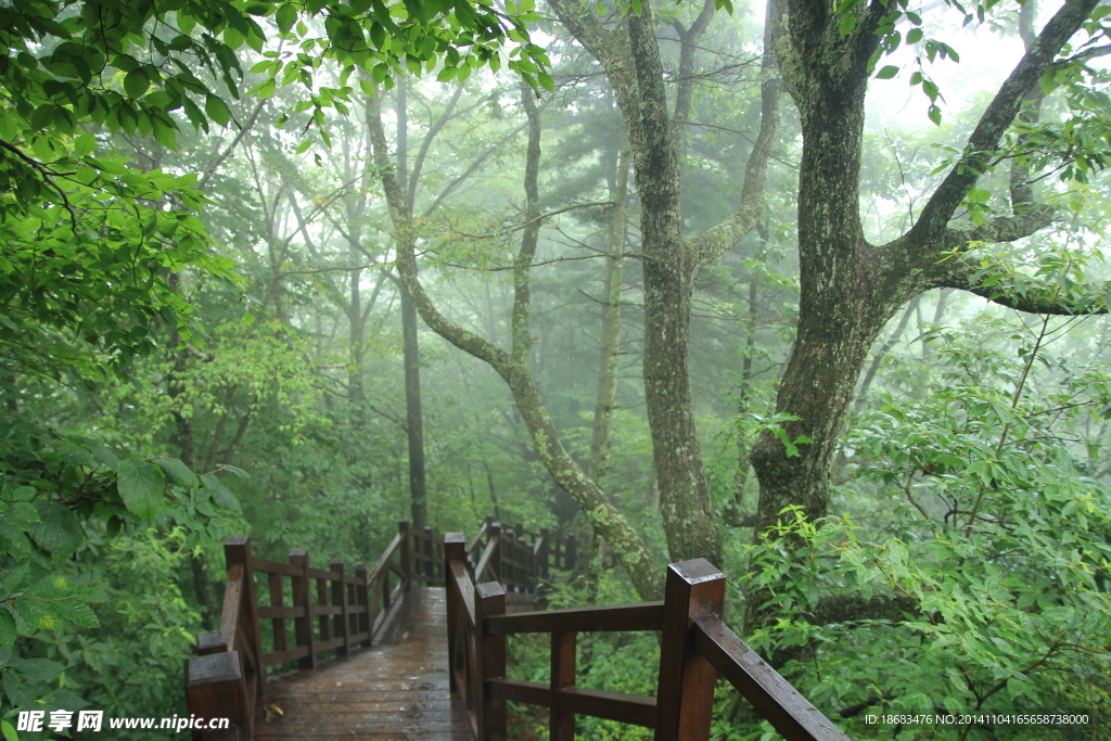 雨林