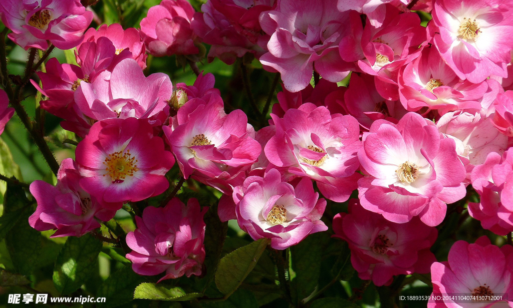 百花争艳