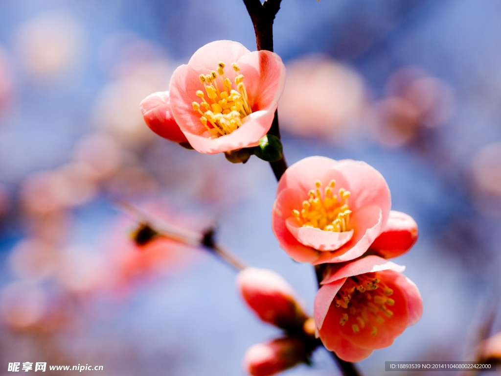樱花盛开