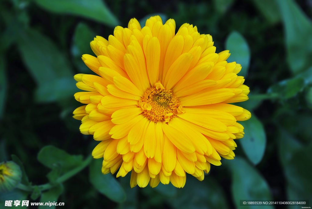 鲜艳黄色菊花