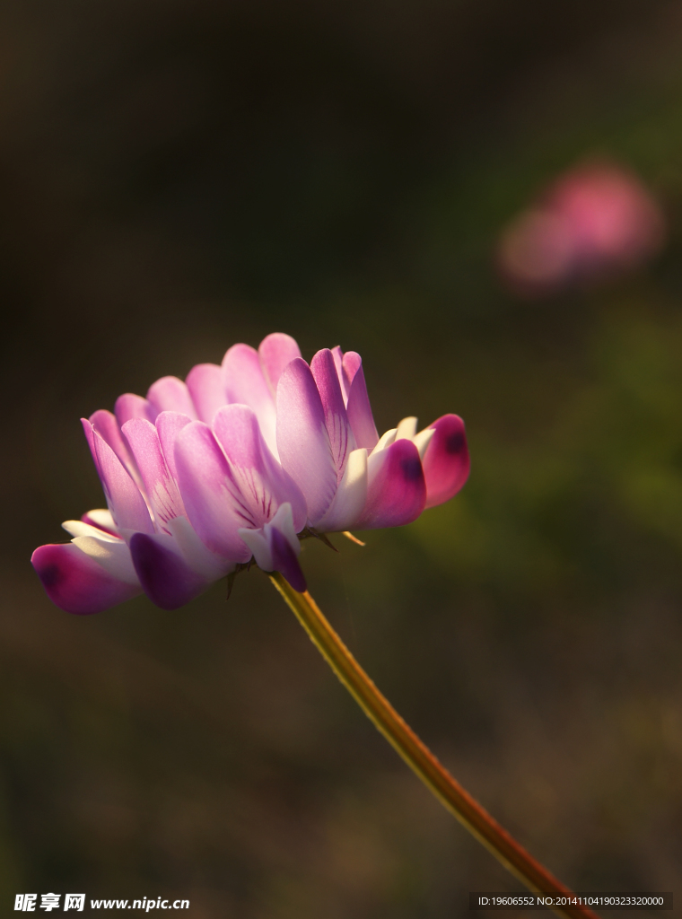 野绿肥花