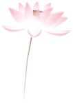 莲花