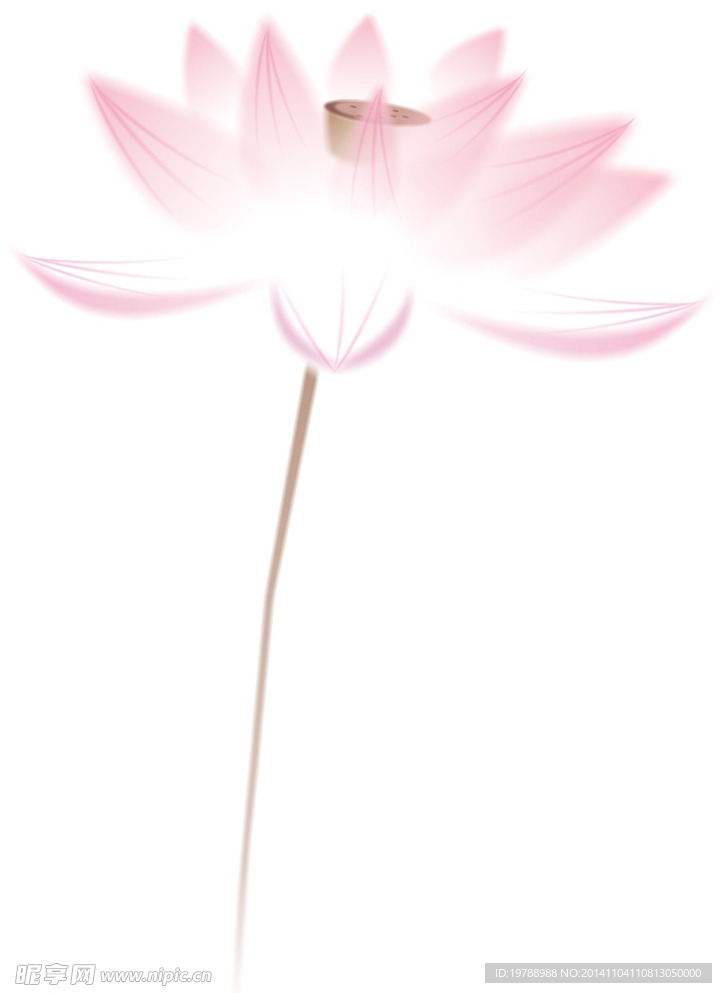 莲花