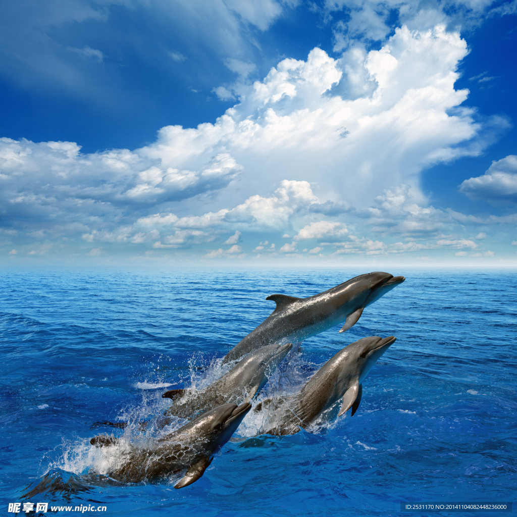 海豚宝宝在空中飞出水面 库存例证. 插画 包括有 飞跃, 比目鱼, 生产, 哺乳动物, 海洋, 海运, 婴孩 - 275649995