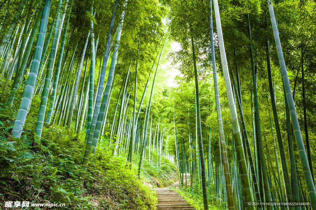 竹林