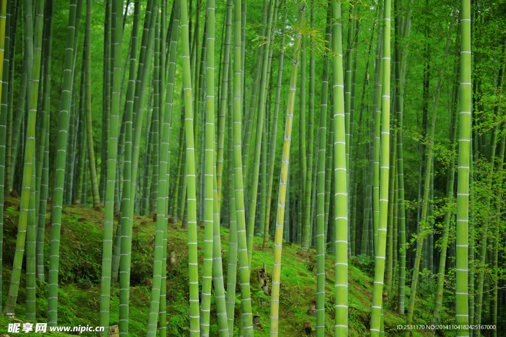 竹林