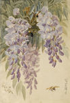 藤花