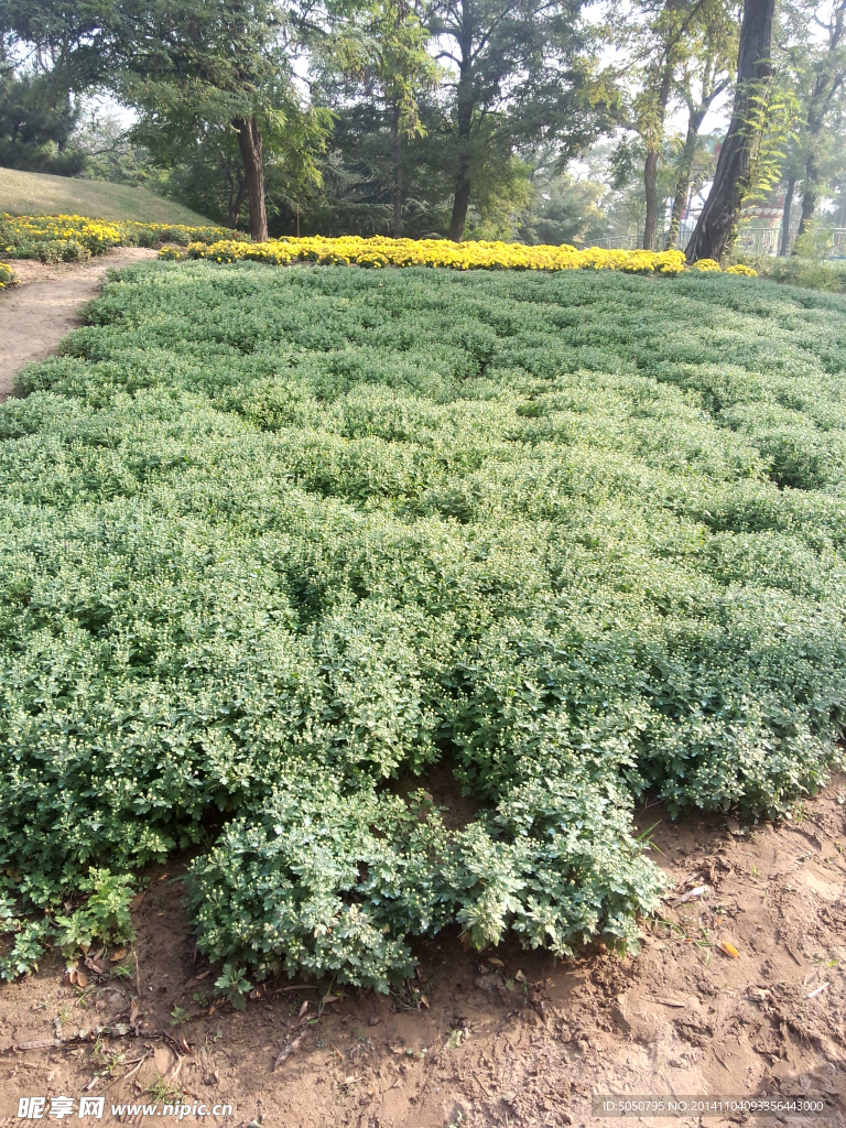 含苞待放秋菊