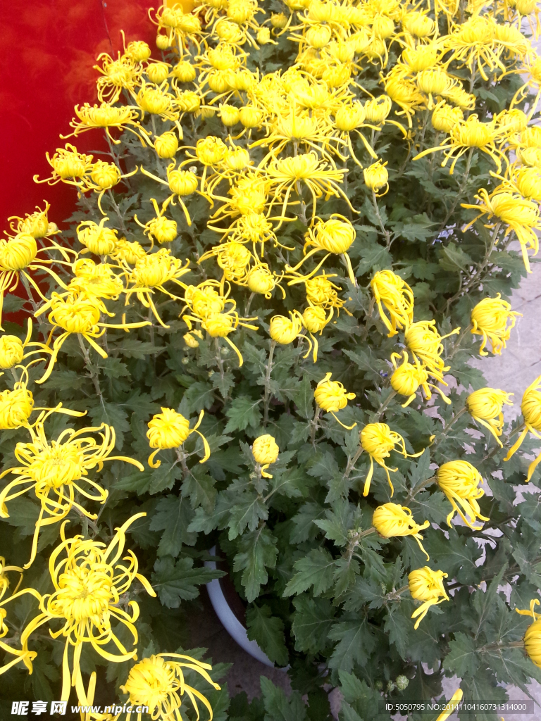 菊花展