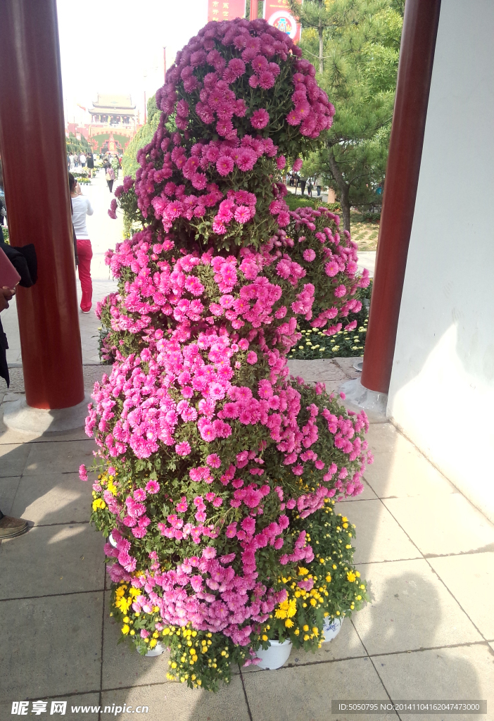 怒放菊花