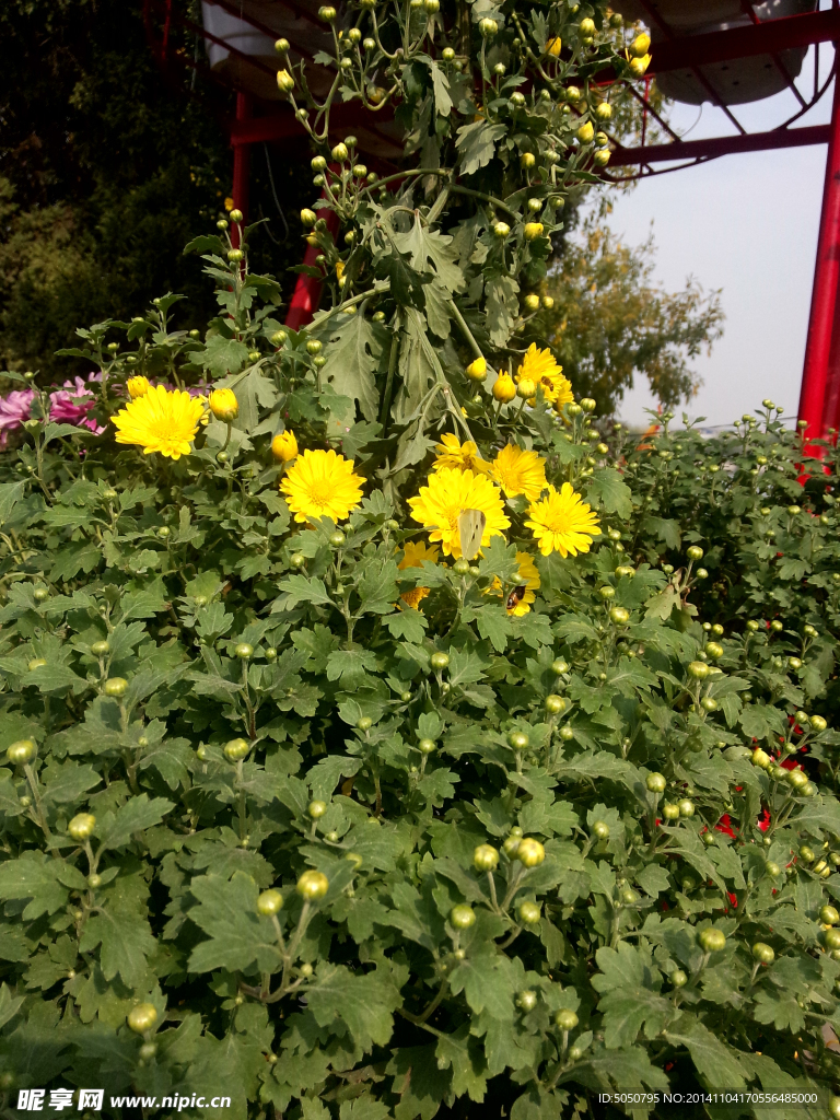 菊花