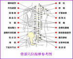人体穴位图 体体背部