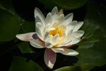 莲花