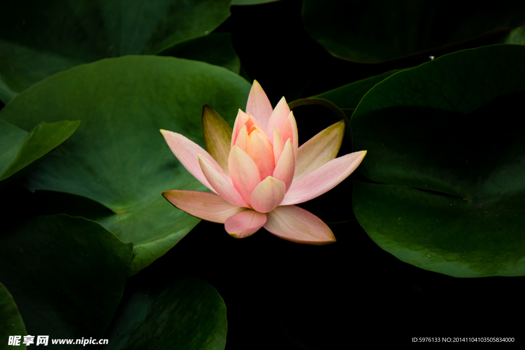 莲花