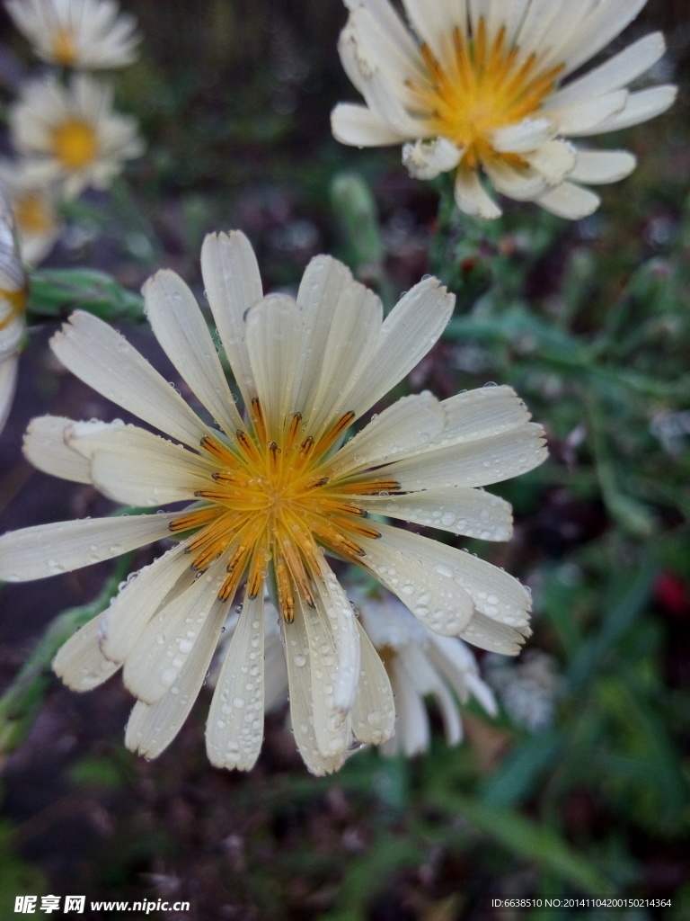 菊花