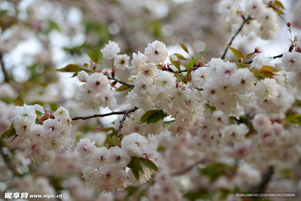 花