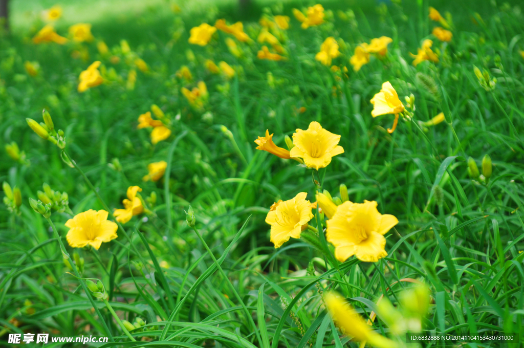 小黄花