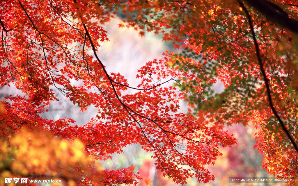 红叶风光