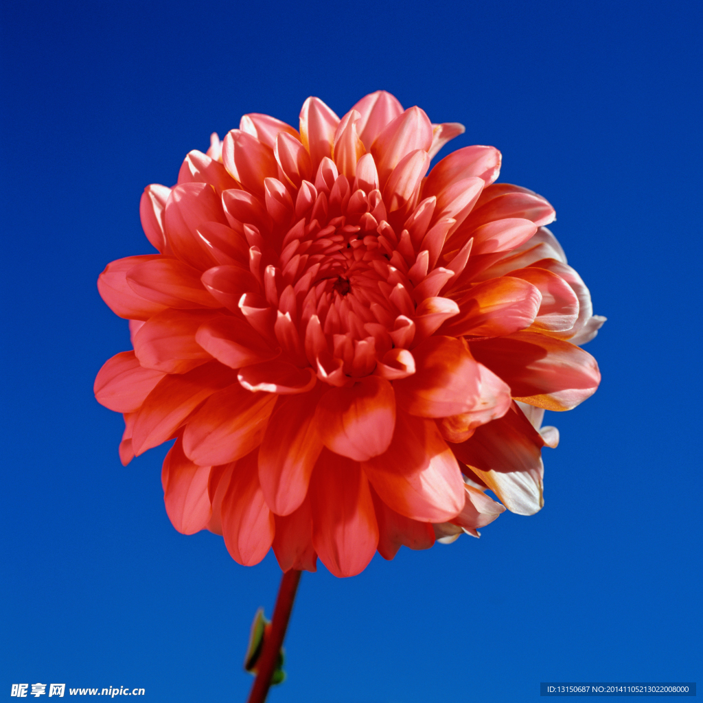 菊花花朵