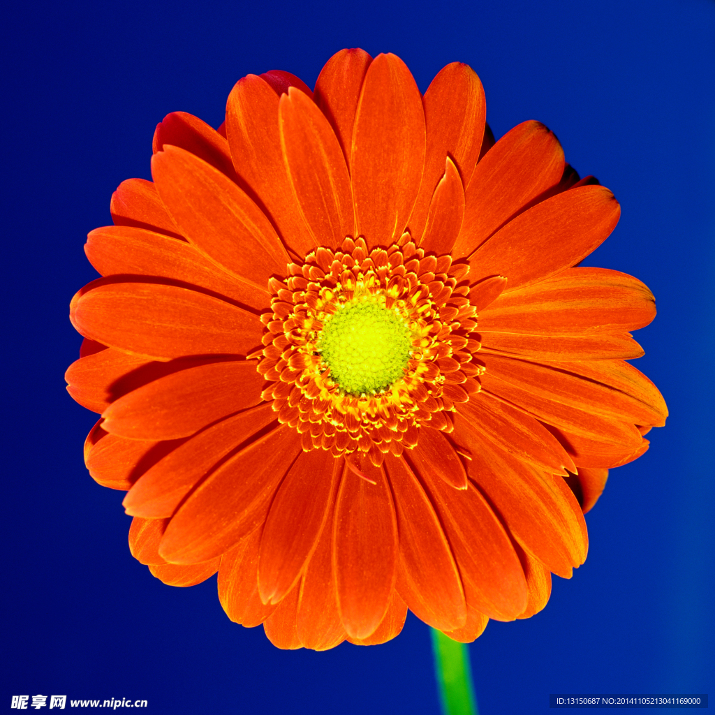 金盏花