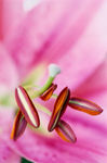 花蕊