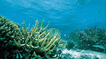 缤纷海底藻类壁纸