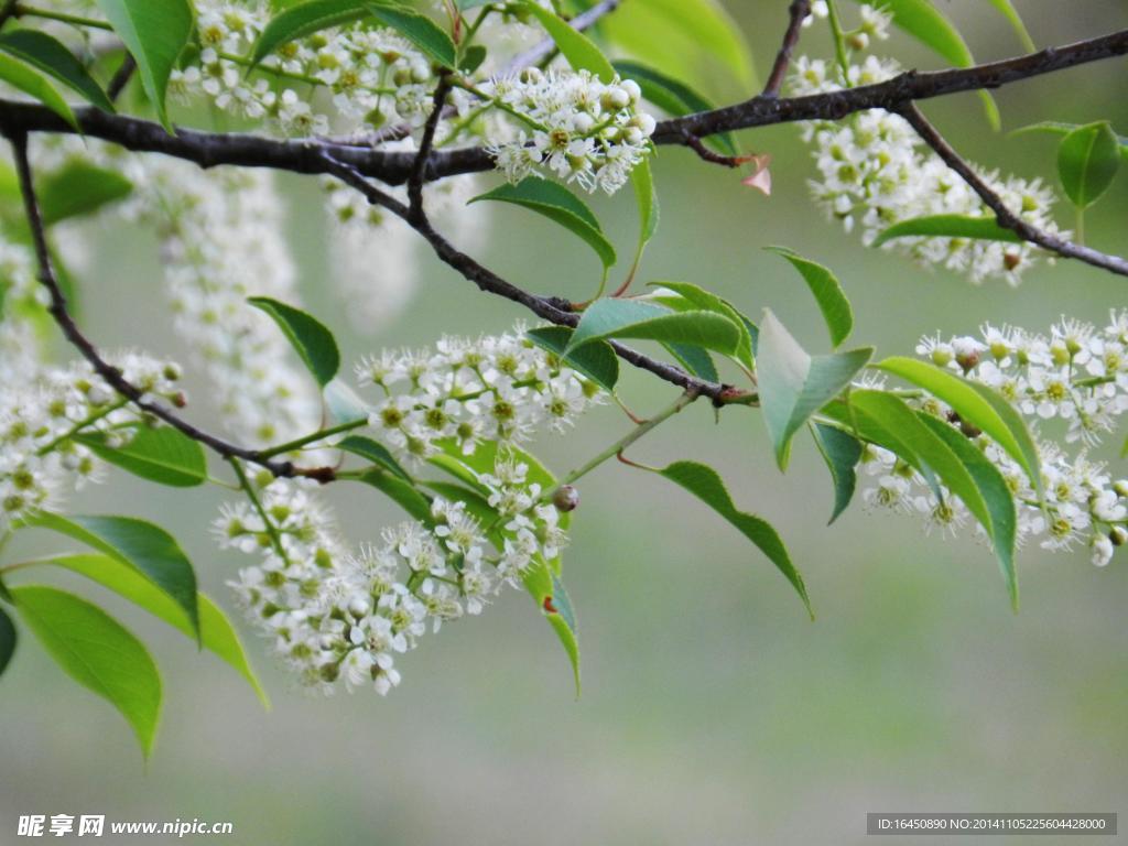 苹果花