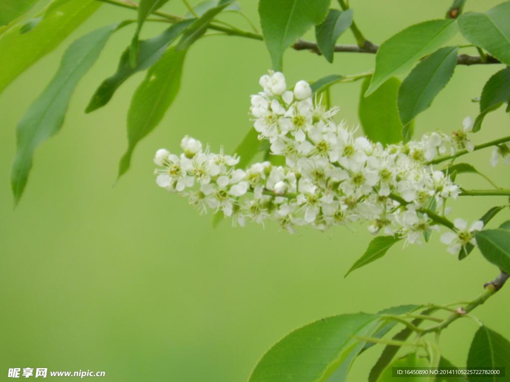 苹果花