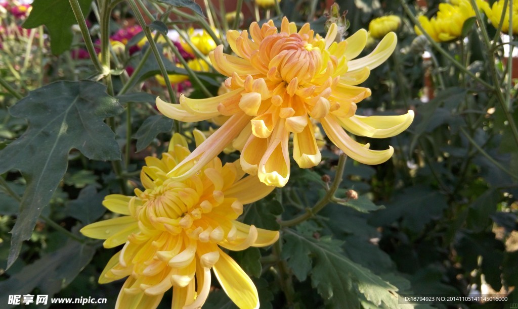 秋菊