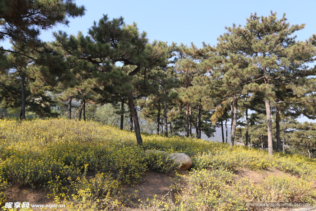 松树