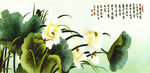 荷花国画