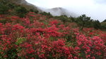 满山红