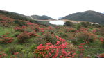 满山红