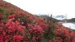 满山红
