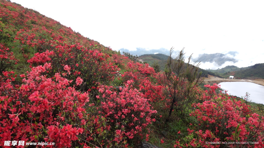 满山红