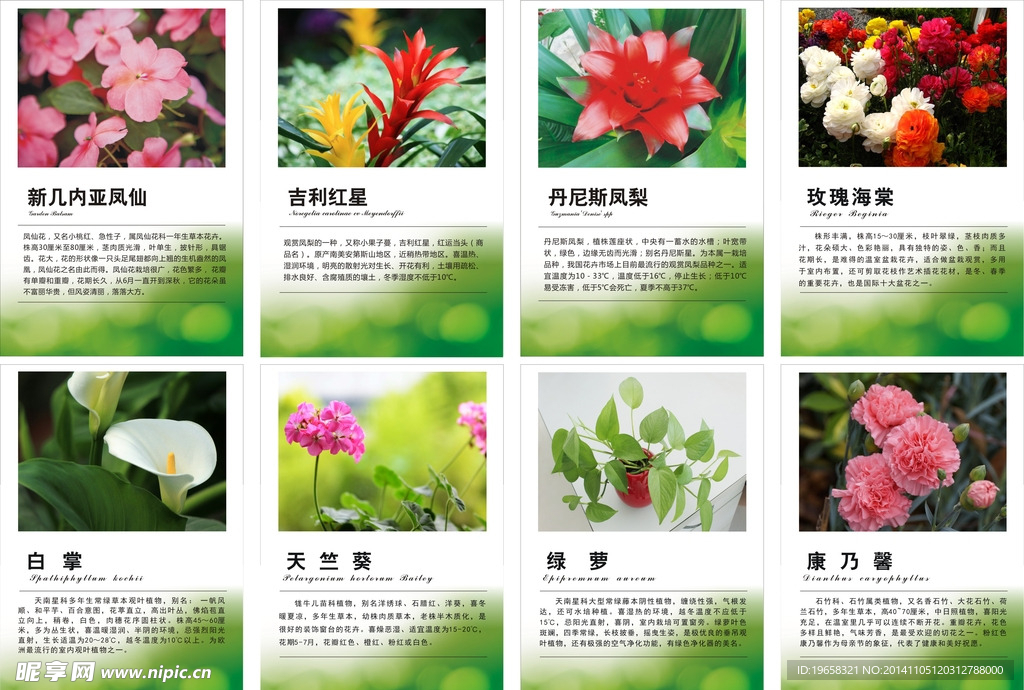 花的简介