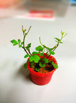 微型 绿色 花盆