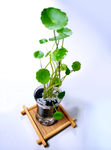 铜钱草 微型