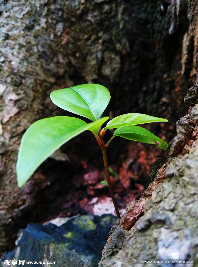 小树苗 嫩芽