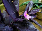 紫罗兰 紫鸭跖草