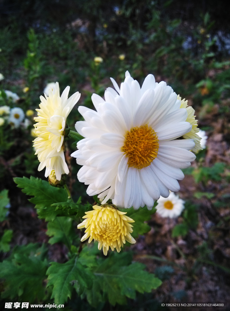 白色 菊花