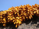 墙上玉米