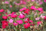石竹花