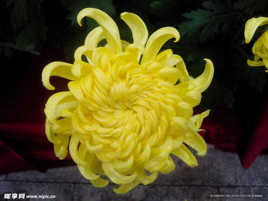 菊花