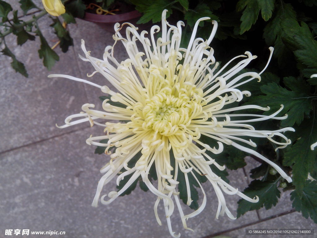 菊花