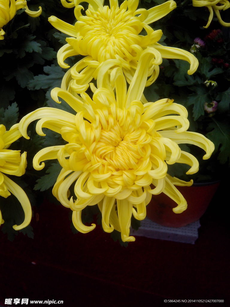 菊花